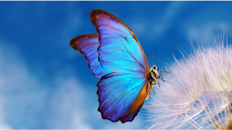 AI Color Correction: One-tip Auto Color Fixing