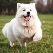 Capture o cachorro correndo feliz.